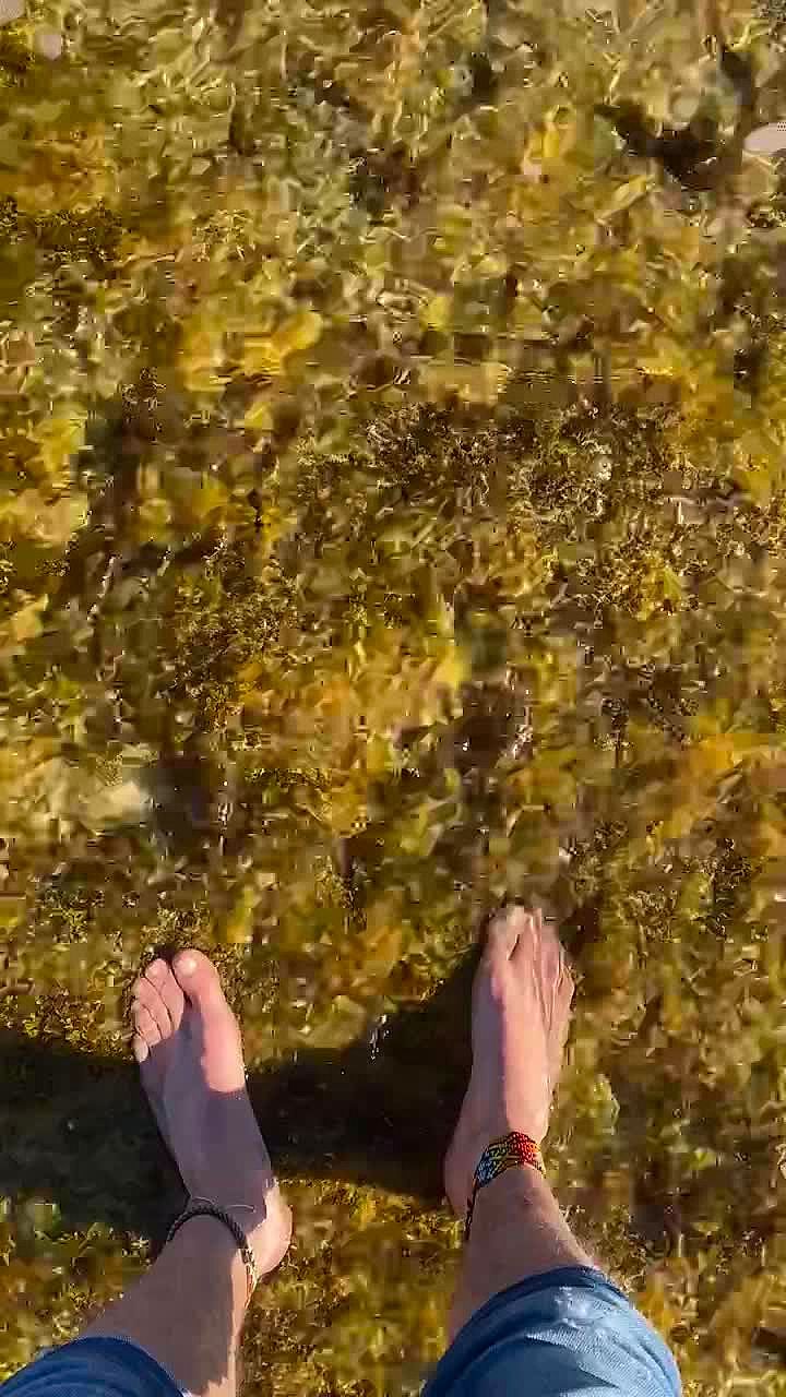 MonKeees Vidéo Arrière-plan