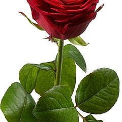 David7981